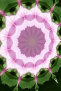 Close-up of pink flowers