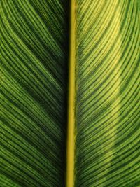 Full frame shot of palm tree leaves
