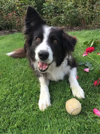 Close-up portrait of dog on field