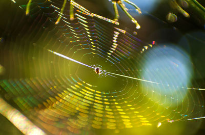 Close-up of spider on web