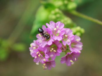 Close-up of bee on purple flower