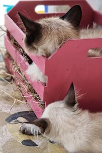 Close-up of cat sleeping at home