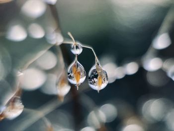Close-up of insect on plant