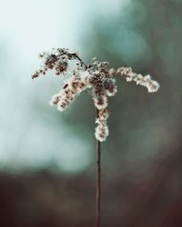 Close-up of wilted flower plant