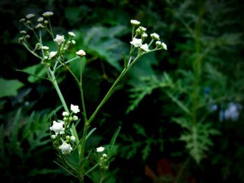 Close-up of flowers blooming outdoors