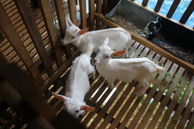 High angle view of three young goat in cage