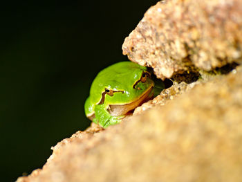 Close-up portrait of insect on leaf