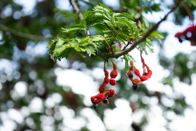 Close-up of red berries growing on tree