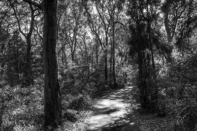 Trees in forest