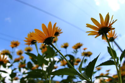 Close-up of insect on yellow flowers