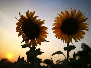 Close-up of flowers against sky during sunset