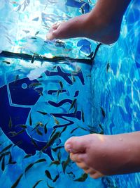 Low section of person holding fish swimming in pool