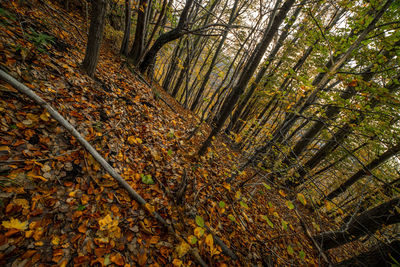 Trees growing in forest during autumn