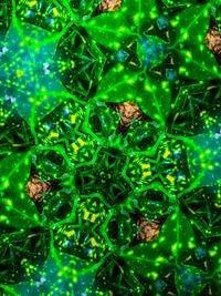 Full frame shot of green plant