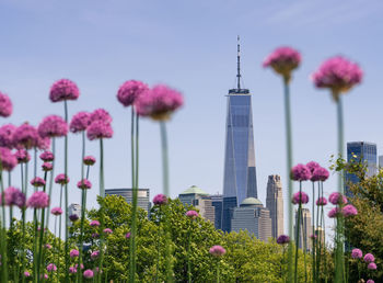 Pink flowering plants in city against sky