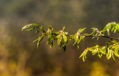 Close-up of plant