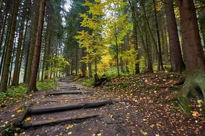 Trees in forest during autumn