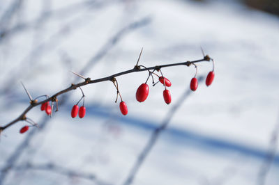 Low angle view of red berries on tree against sky