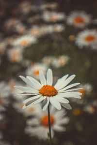 Close-up of white daisy