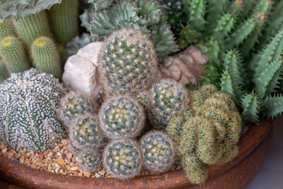 Close-up of succulent plant in basket