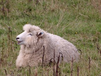 Close-up of sheep standing on field