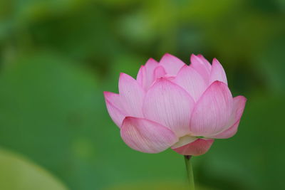 Close-up of pink lotus water lily in pond