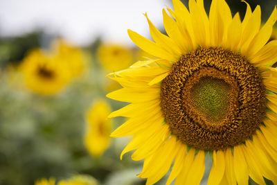 Close-up of sunflower