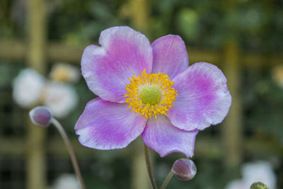 Close-up of pink flower