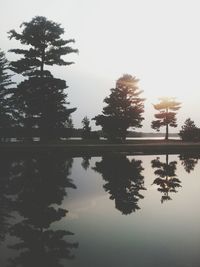 Reflection of trees in water