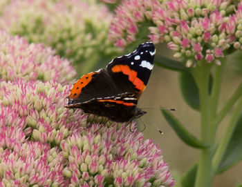 Close-up of butterfly pollinating on purple flower
