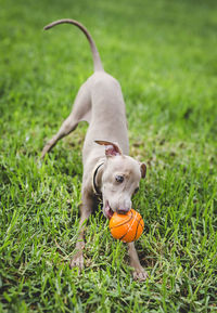 Dog running on grass