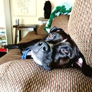 Close-up portrait of dog relaxing on sofa at home