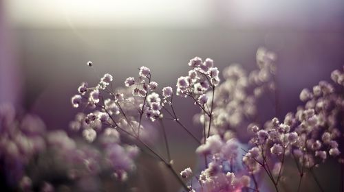 Close-up of pink flowering plants in park