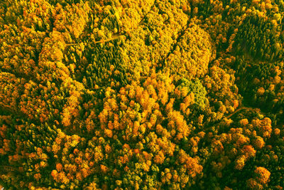 High angle view of yellow flowering plants on field