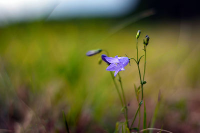 Close-up of purple flowering plant