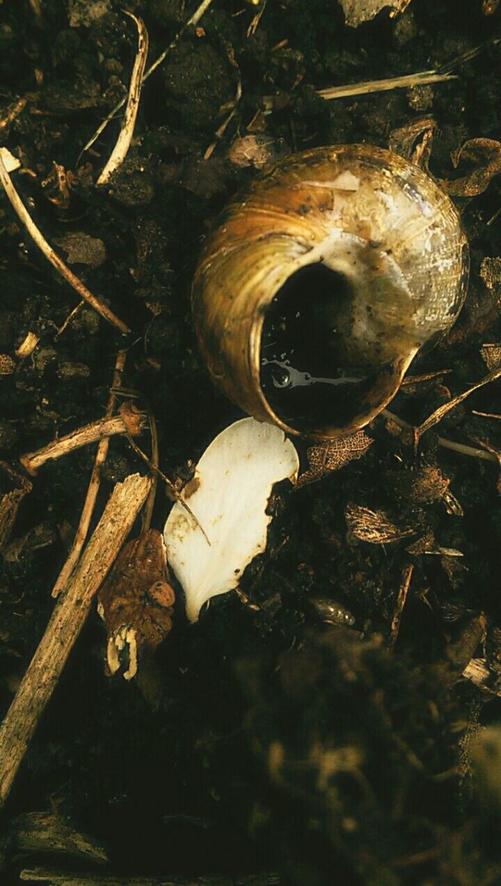 wood - material, close-up, dry, damaged, forest, leaf, nature, night, abandoned, tree, outdoors, no people, old, tree trunk, high angle view, wood, firewood, broken, dead plant