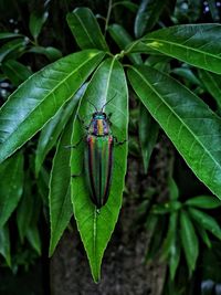 Close-up of housefly on plant