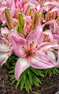 High angle view of pink flowering plants