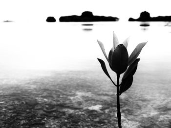 Close-up of plant against lake