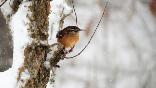 Bird perching on snow