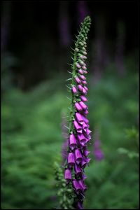 Close-up of purple flowers