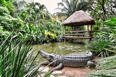 View of an animal on riverbank