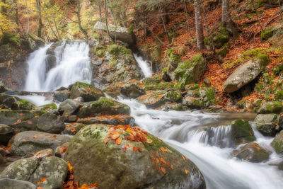 Scenic view of waterfall in forest