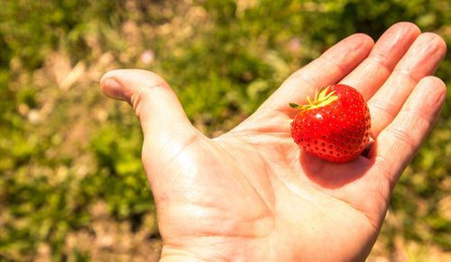 Close-up of hand holding strawberry