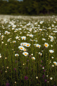 Close-up of white flowering plants on field