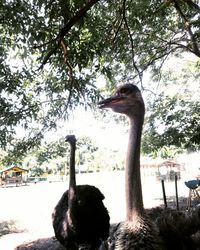 Close-up of swan on tree