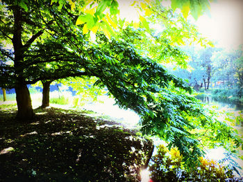 Low angle view of trees against sky