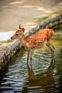 Side view of deer standing in lake