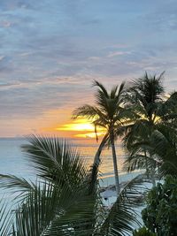 Palm trees by sea against sky at sunset