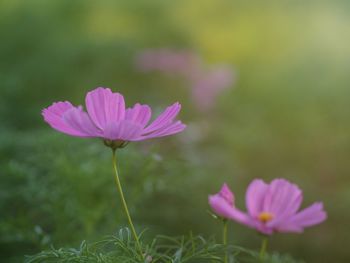 Close-up of pink flower growing on field